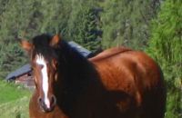 Pferd Gundi - Torbauer
