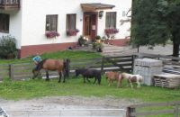 Ponys am Bauernhof Torbauer